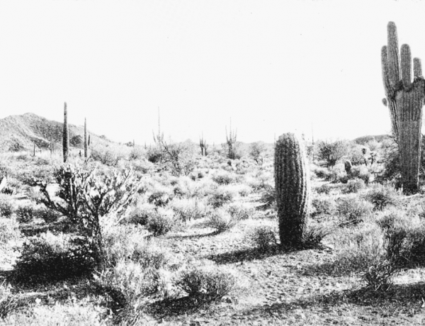 1280px-PSM_V66_D110_Arizona_desert_scene_without_irrigation