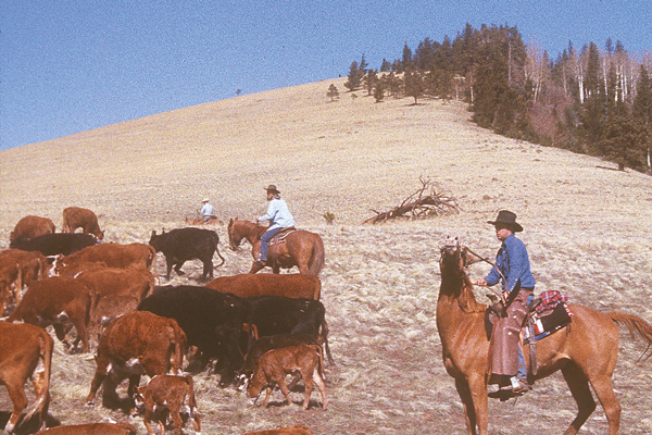 cattle-drive-dude-ranch