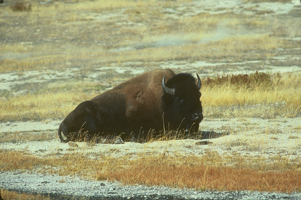karen-buffalo