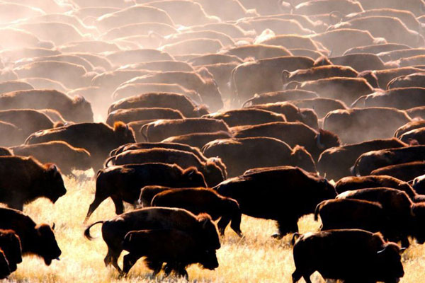 buffalo-heard-1-blog
