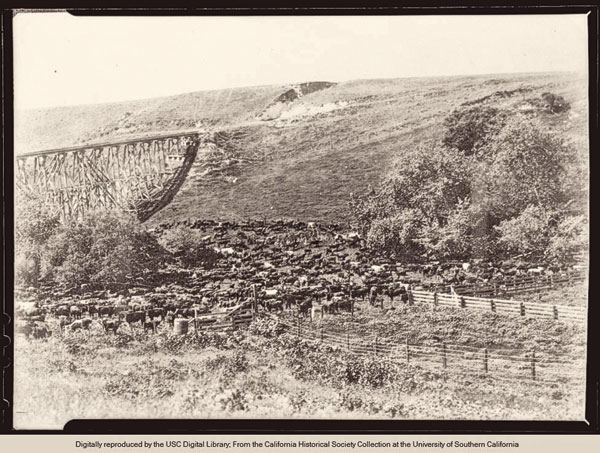 Author David K. Randall’s The King and Queen of Malibu: The True Story of the Battle for Paradise recounts for the first time the full story of the Frederick and May Rindge attempt to develop their ranch in Malibu, including their own railroad (above) to the property circa 1906. – Courtesy USC Libraries Special Collections–